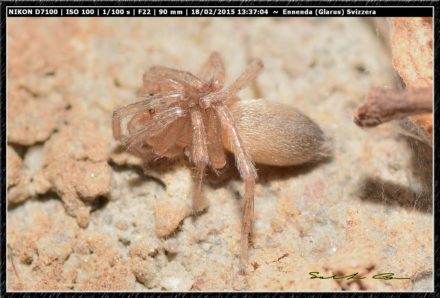 Drassodes sp.? - Ennenda (Glarus), Svizzera